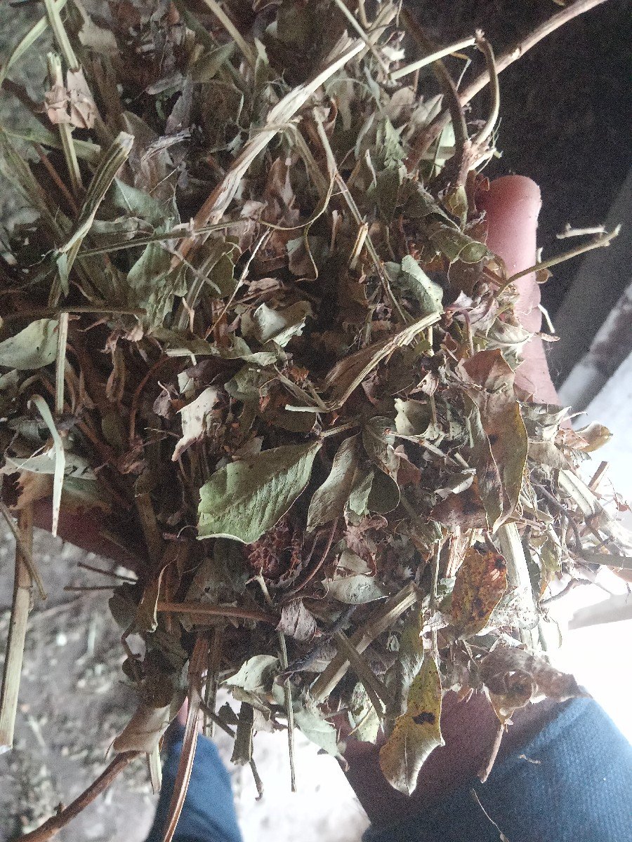 ભૂકો વેચવાનો છે જીવી છ