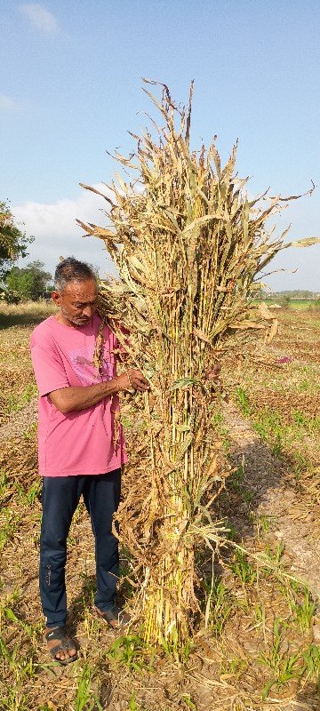 નીરણ વેચવાની છે. (સાર ના પૂરા)