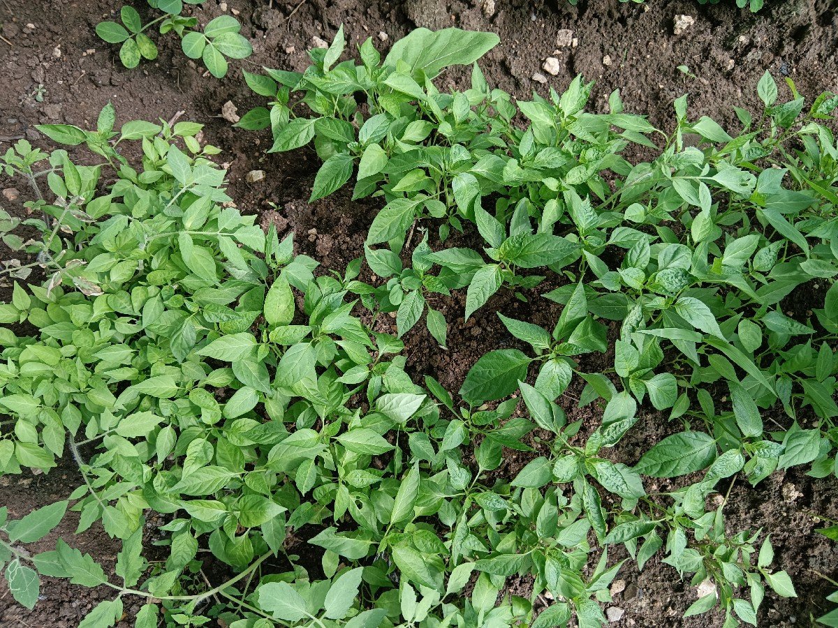 વઢવાણની મરચીના રોપ
