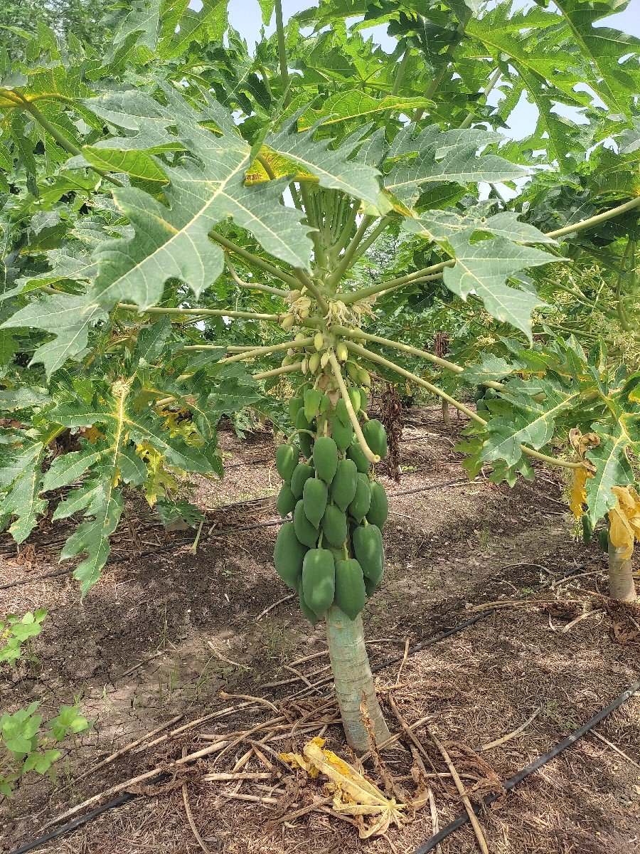 પપૈયાં