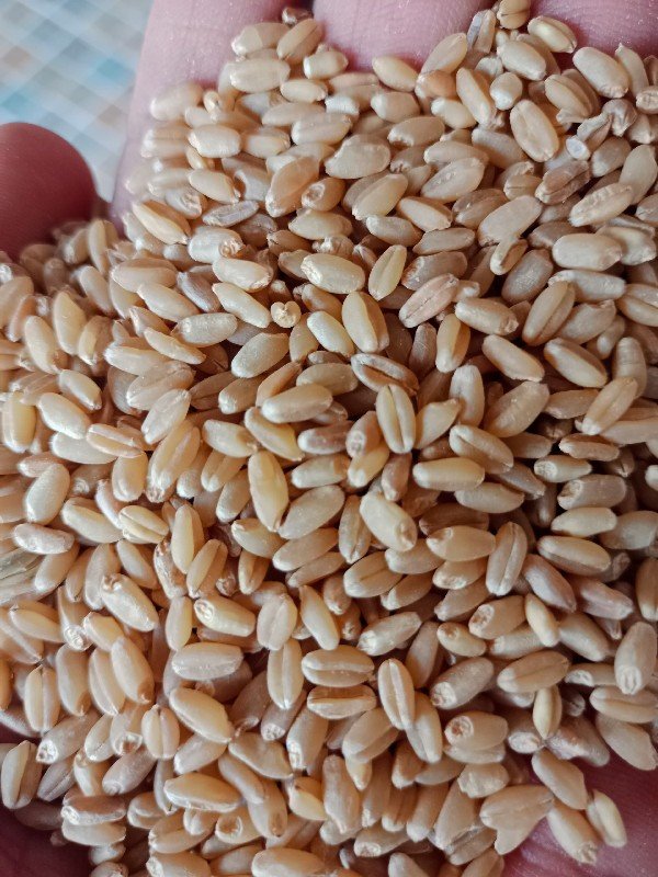 ઘઉ
