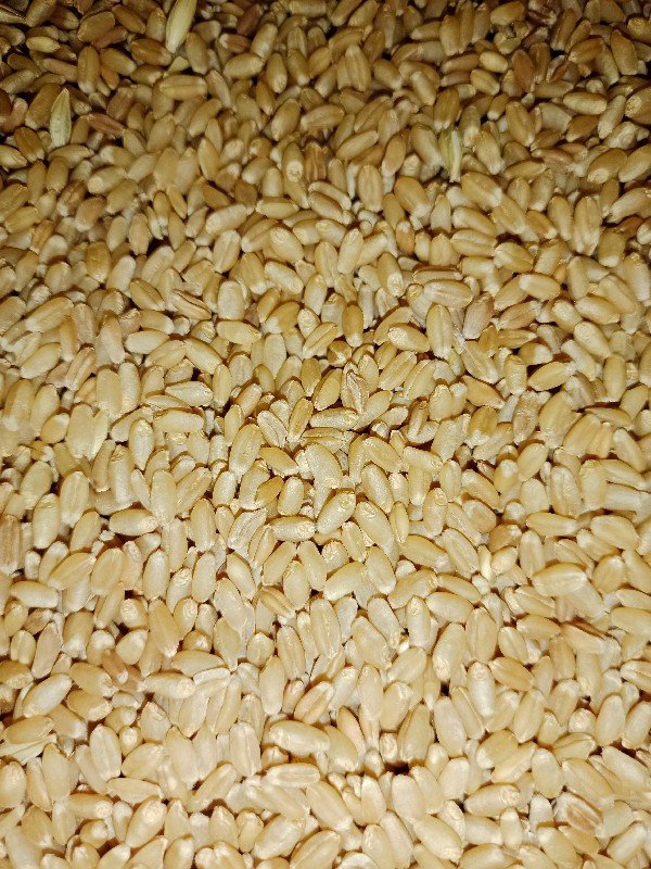 ઘઉ