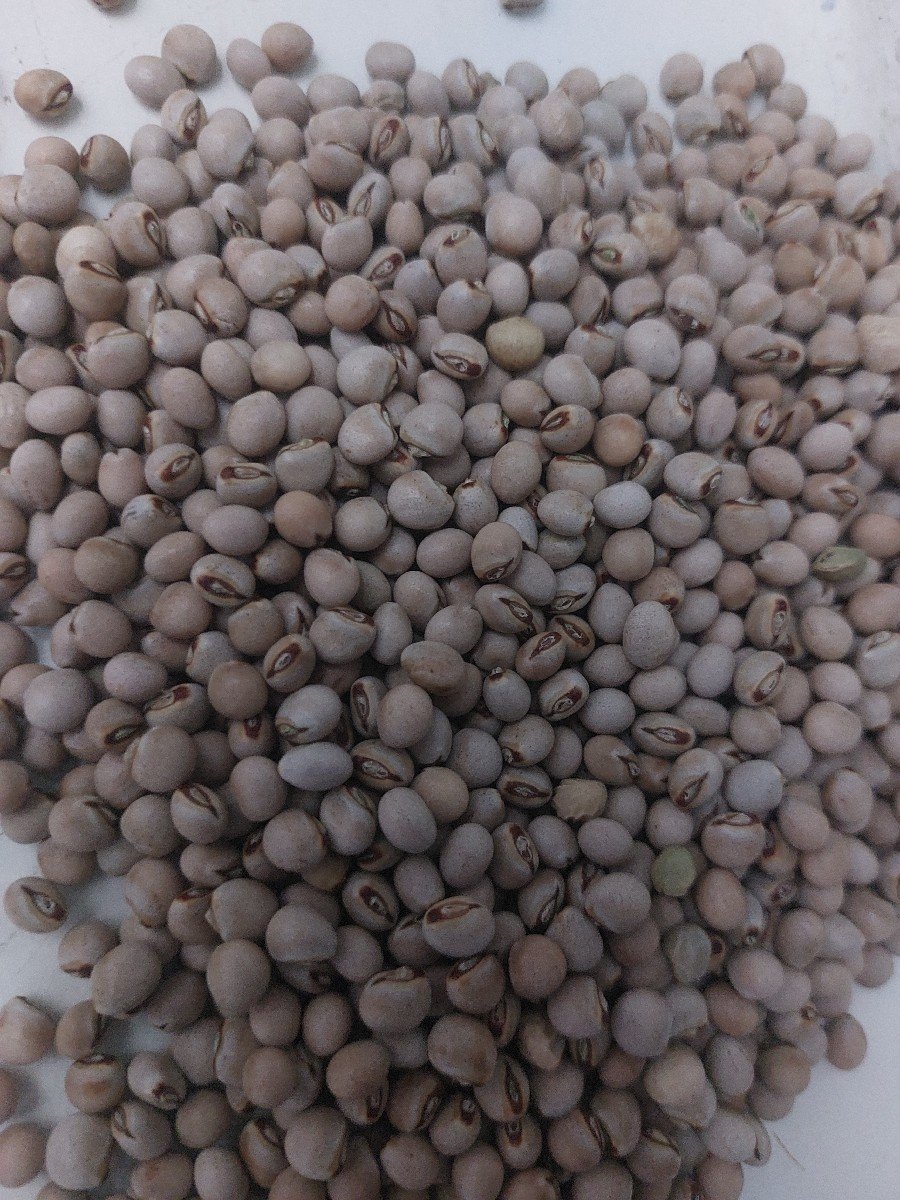 તુવેર