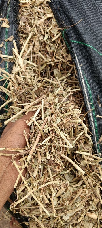 જીવી માંડવી નો ભુક્કો 200મણવેચવાનો