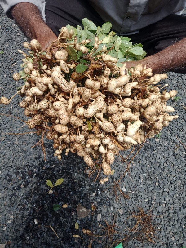 ઓળા ની માંડવી વેચવાની છે