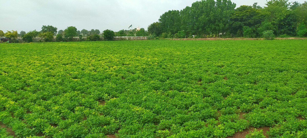લીલી ઓળા ની મગફળી ૩૯ નં