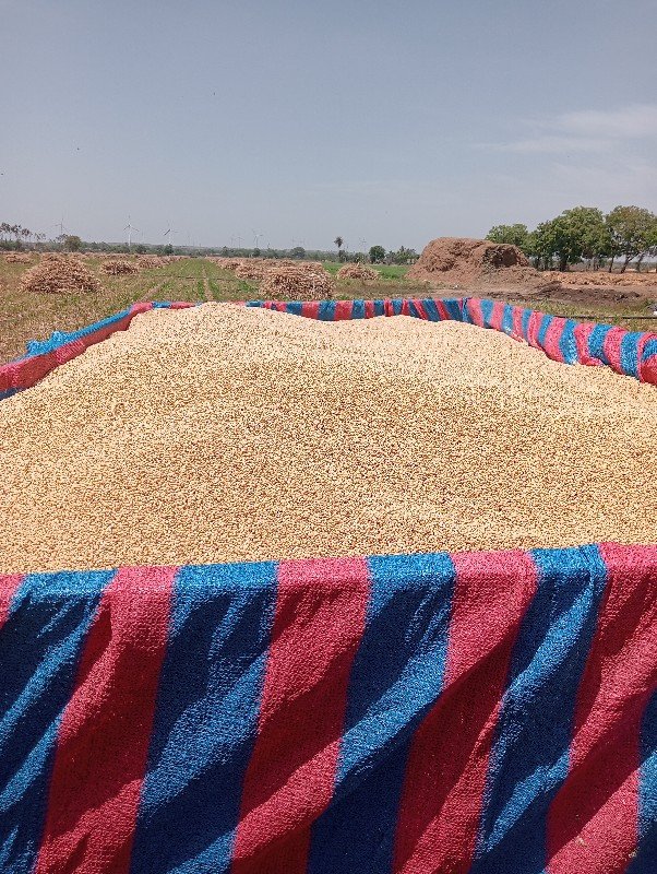 જુવાર ના બીયારણ મીઢાની જવાબ દારી