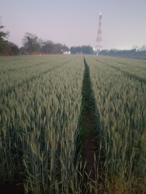ઘઉં વેચવાના છે ટુકડા