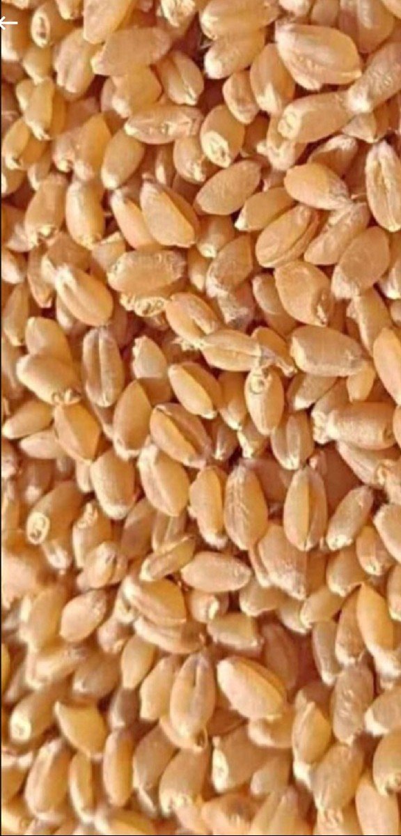 ઘઉં વેચવાના છે ટુકડા