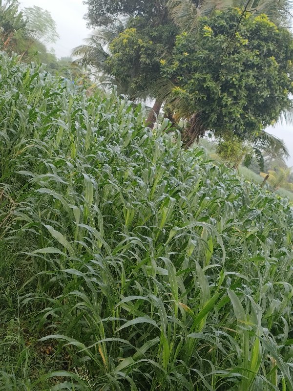 લીલી જૂવાર વેચવાની છે