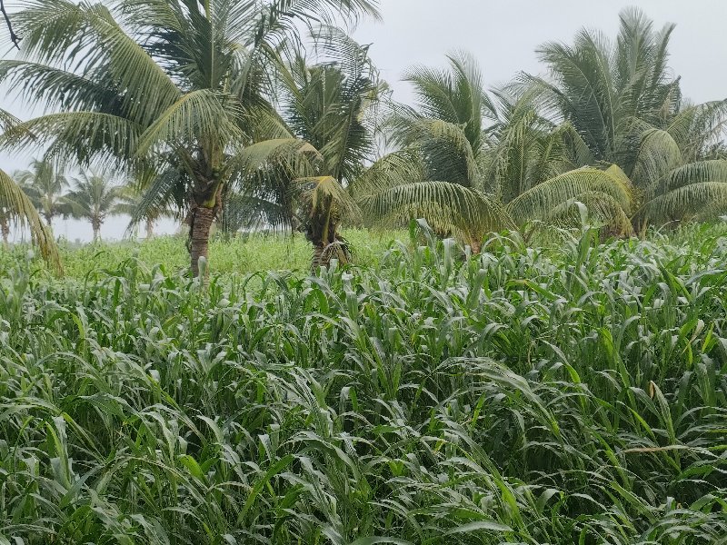 લીલી જૂવાર વેચવાની છે
