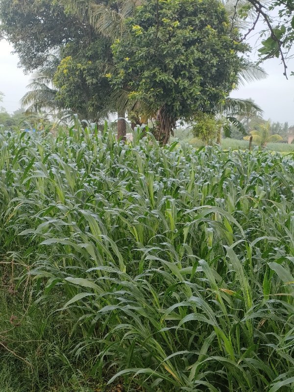 લીલી જૂવાર વેચવાની છે