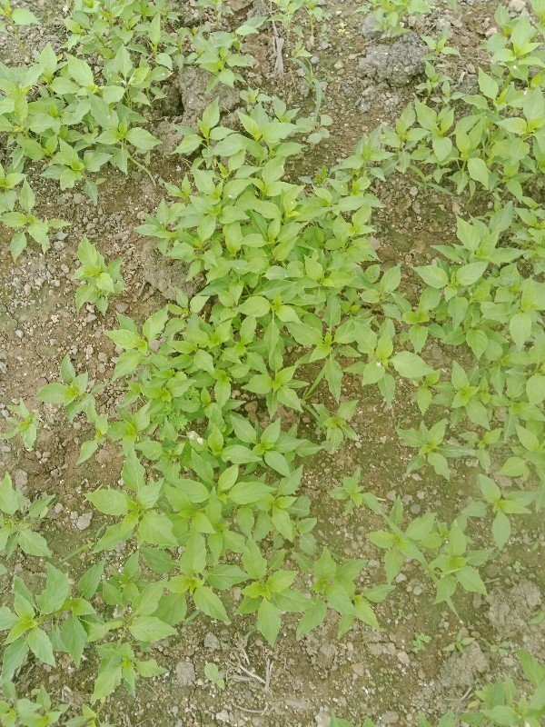 મરચી નો રોપ વેચવા નો‌ છે