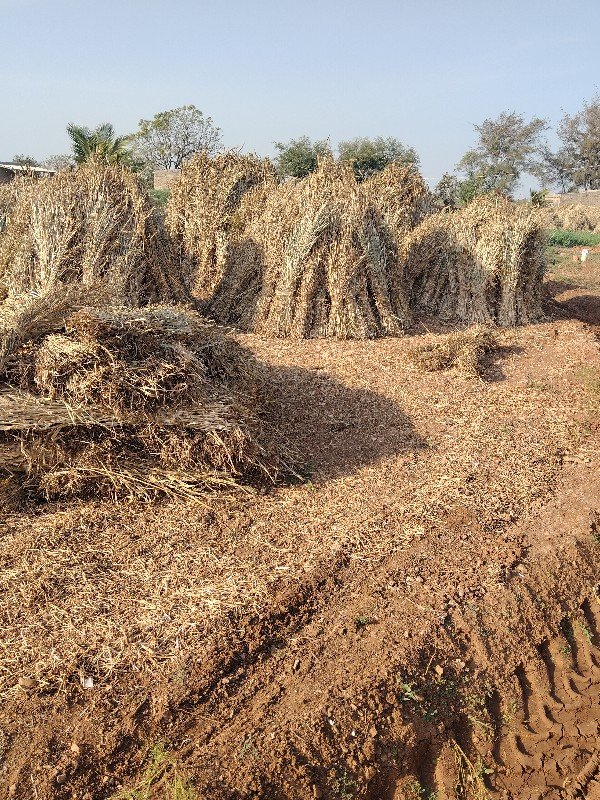જુવારની સાર