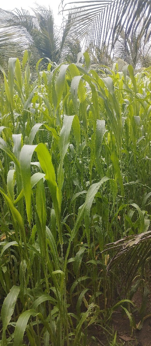 લીલો ઘાસ ચારો