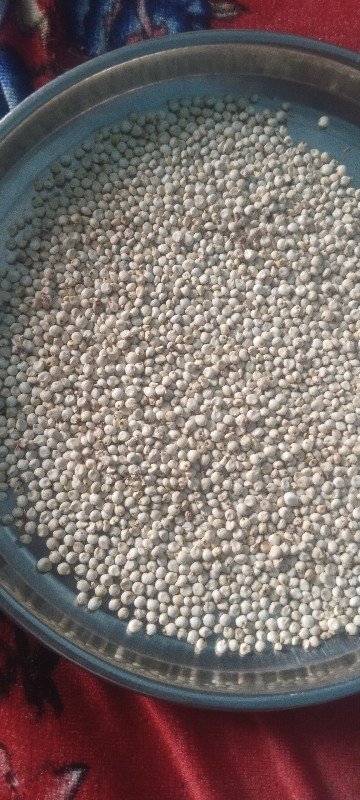 જુવાર