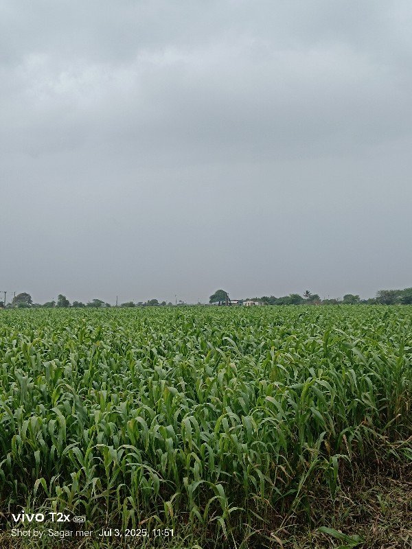 લીલી સાર ના સુતરના વેસ્વાના સે