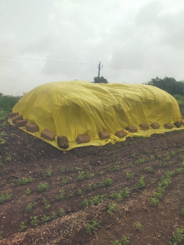 જુવાર ની કોરી નીરણ વેચવાની છે