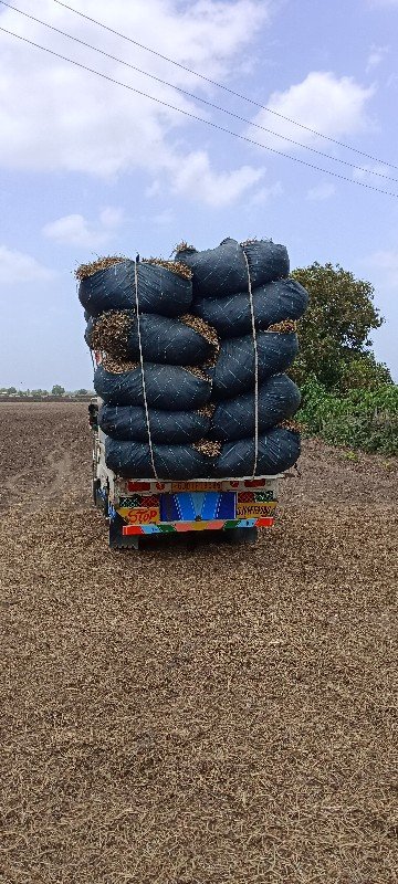 જીવી માંડવી નો ભુક્કો 200મણવેચવાનો