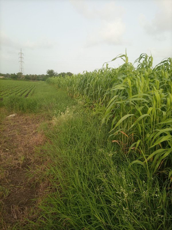 જુવાર