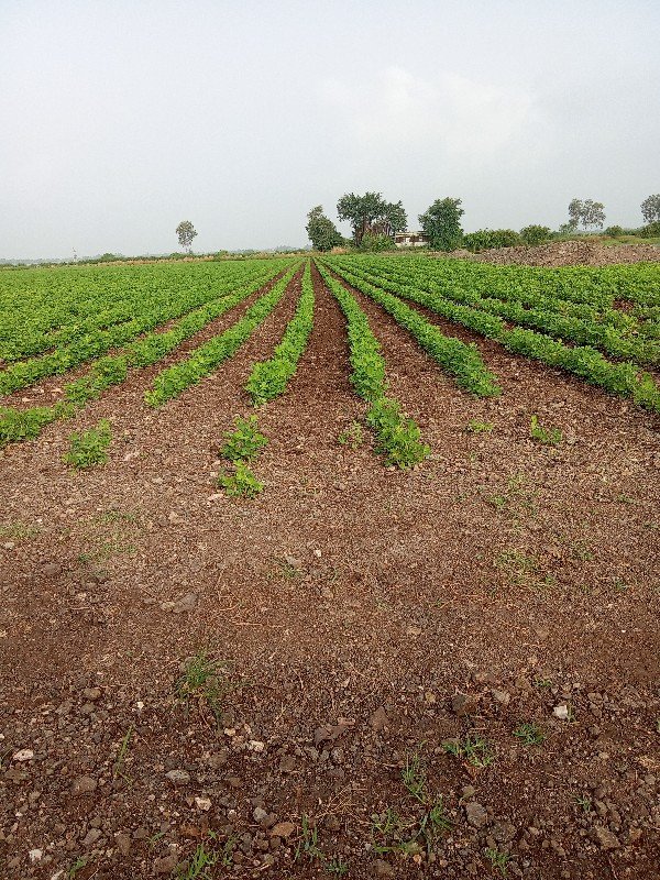 માંડવી નો ભૂકો વેચવાનો છે એક ગાડી