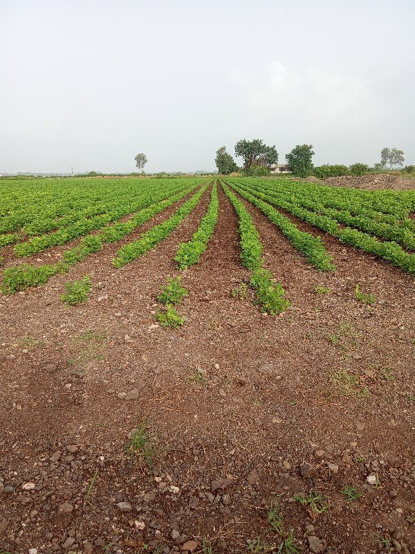 માંડવી નો ભૂકો વેચવાનો છે એક ગાડી