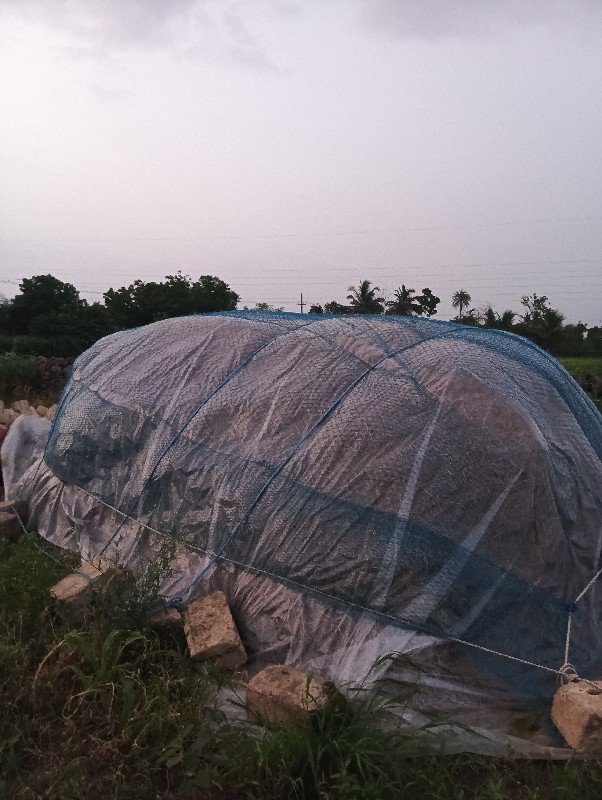 10. vigha