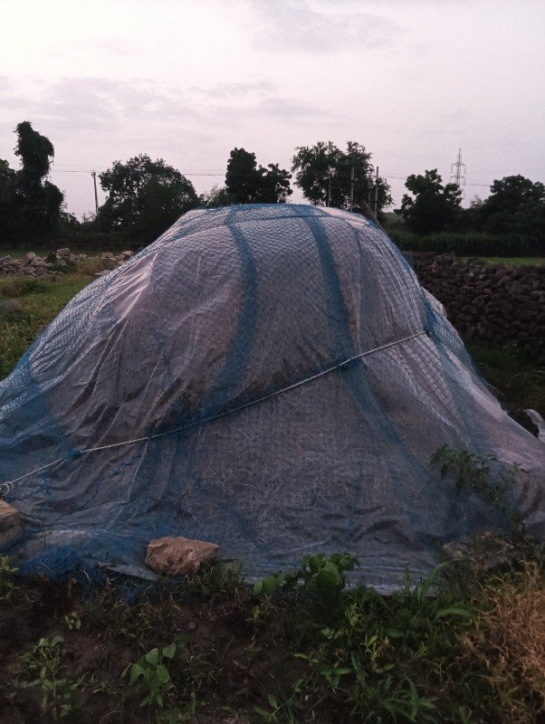 10. vigha