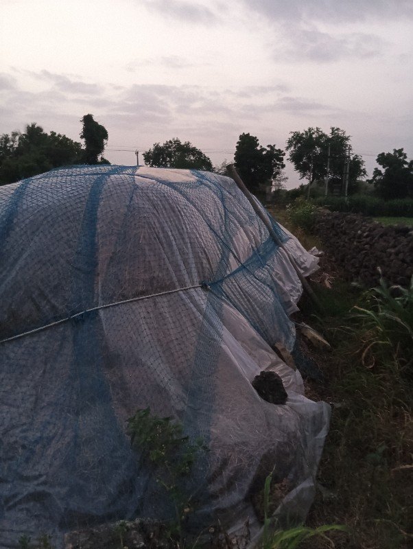 10. vigha