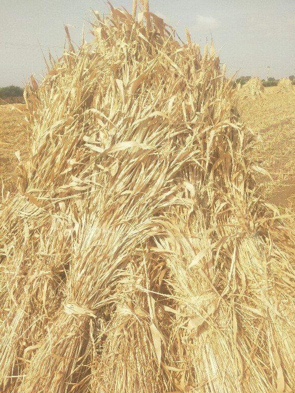 કોરી જુવારની નિરણ વેચવાની છે