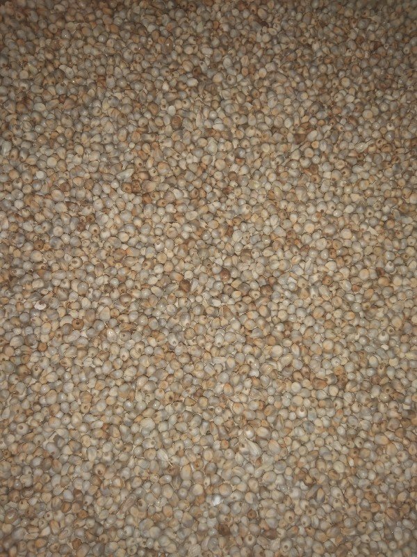 બાજરો
