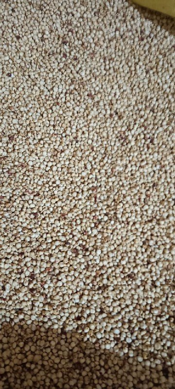 ગુધરી જુવાર નું બિયારણ