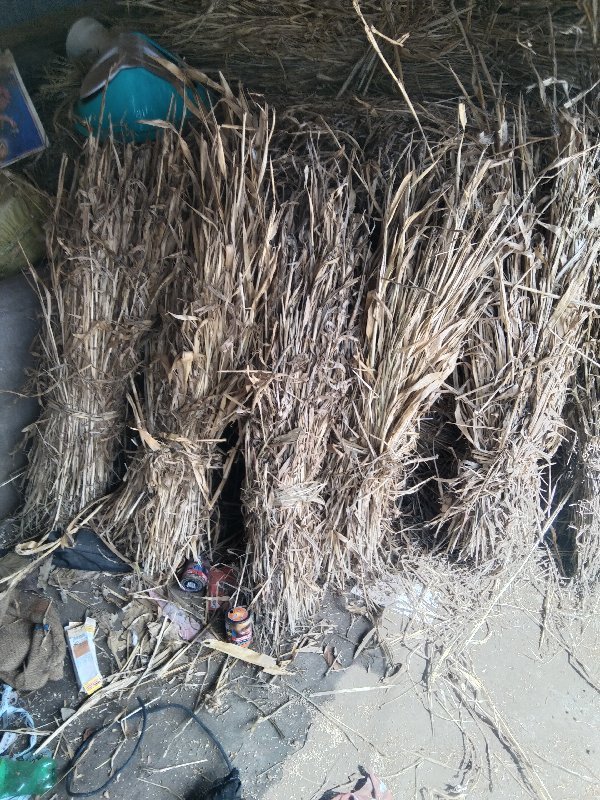 સુકી નીરણ વેસવાની છે