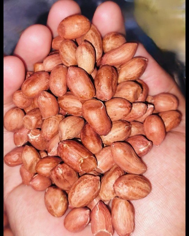 મગફળી નું બિયારણ