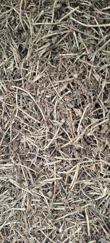 જીવી માંડવી નો ભુક્કો 200મણવેચવાનો