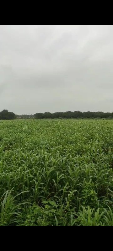 12 લીધા ની જાય