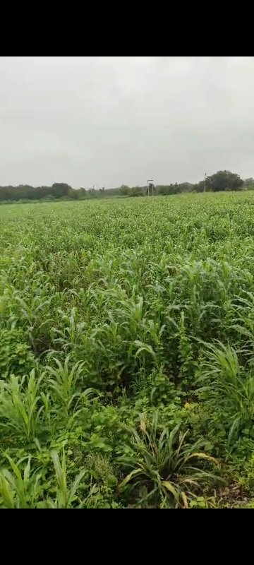 12 લીધા ની જાય