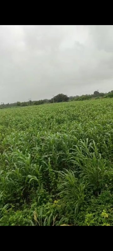 12 લીધા ની જાય