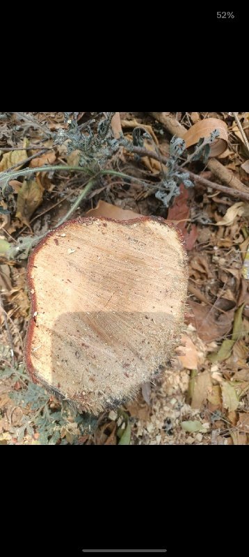 White Sandalwood