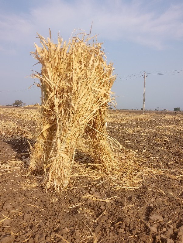 સાર વેસવાની સે