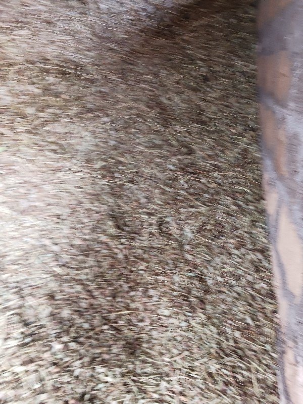મગફળી નો પાલો વેચાવ છે