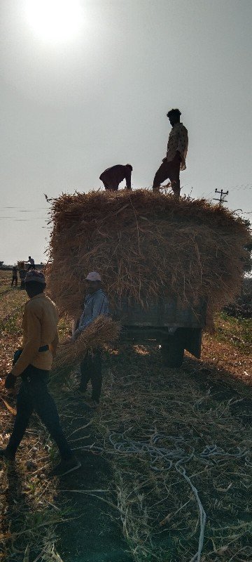 જુવાર વેચવાની છે