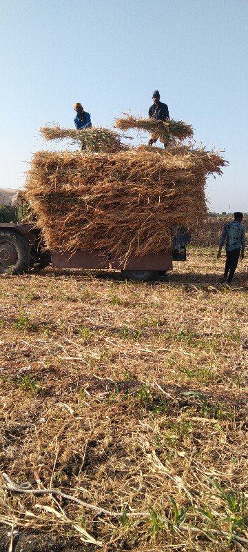 જુવાર વેચવાની છે