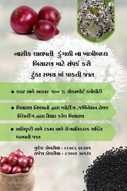 ડુંગળી બિયારણ