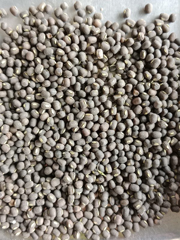 અડદ બિયારણ..