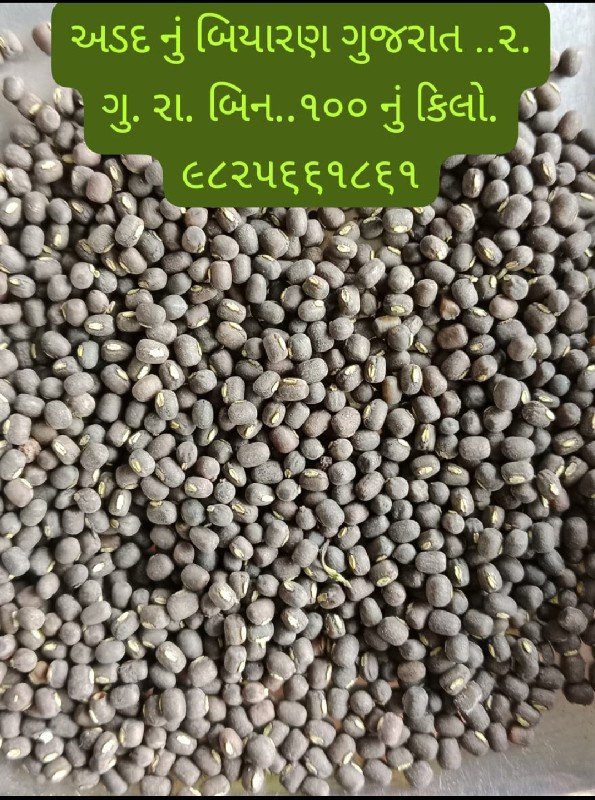 અડદ બિયારણ..