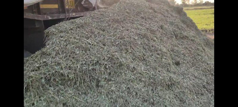 સુકો માંડવી નો પાલો