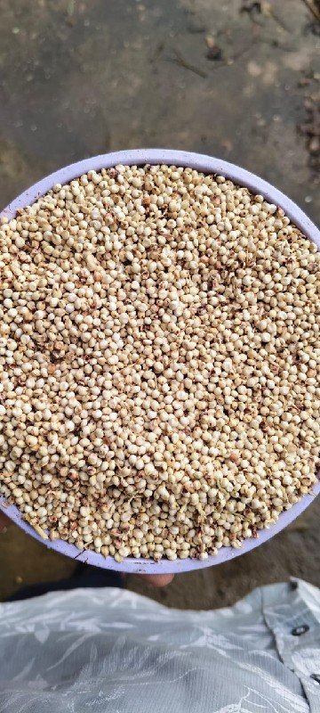 જુવાર..ધેડની લેવી હોય ઈજ ફોન કરવો
