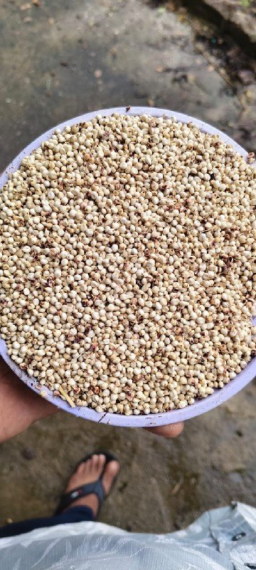 જુવાર..ધેડની લેવી હોય ઈજ ફોન કરવો