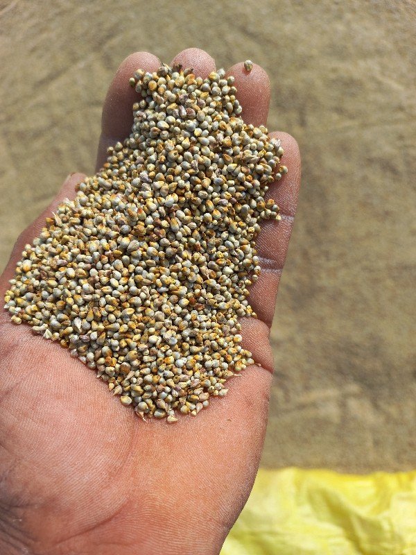 બાજરો વેચવાનો છે 
ભાવ 550